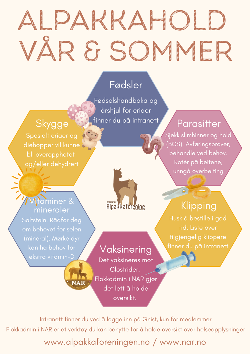 Alpakkahold - Vår og sommer